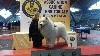 - Exposition Canine Territoriale Nord De La Picardie