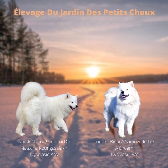 Du Jardin Des Petits Choux - Chut, ça pousse !!!