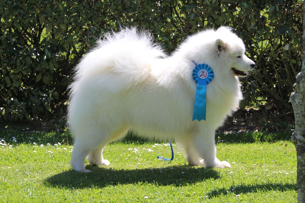 Du Jardin Des Petits Choux - Exposition canine De Flins - sur - seine 8 Mai 2017