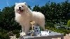  - Exposition Canine Nationale de Dieppe du 30 Juillet 2017