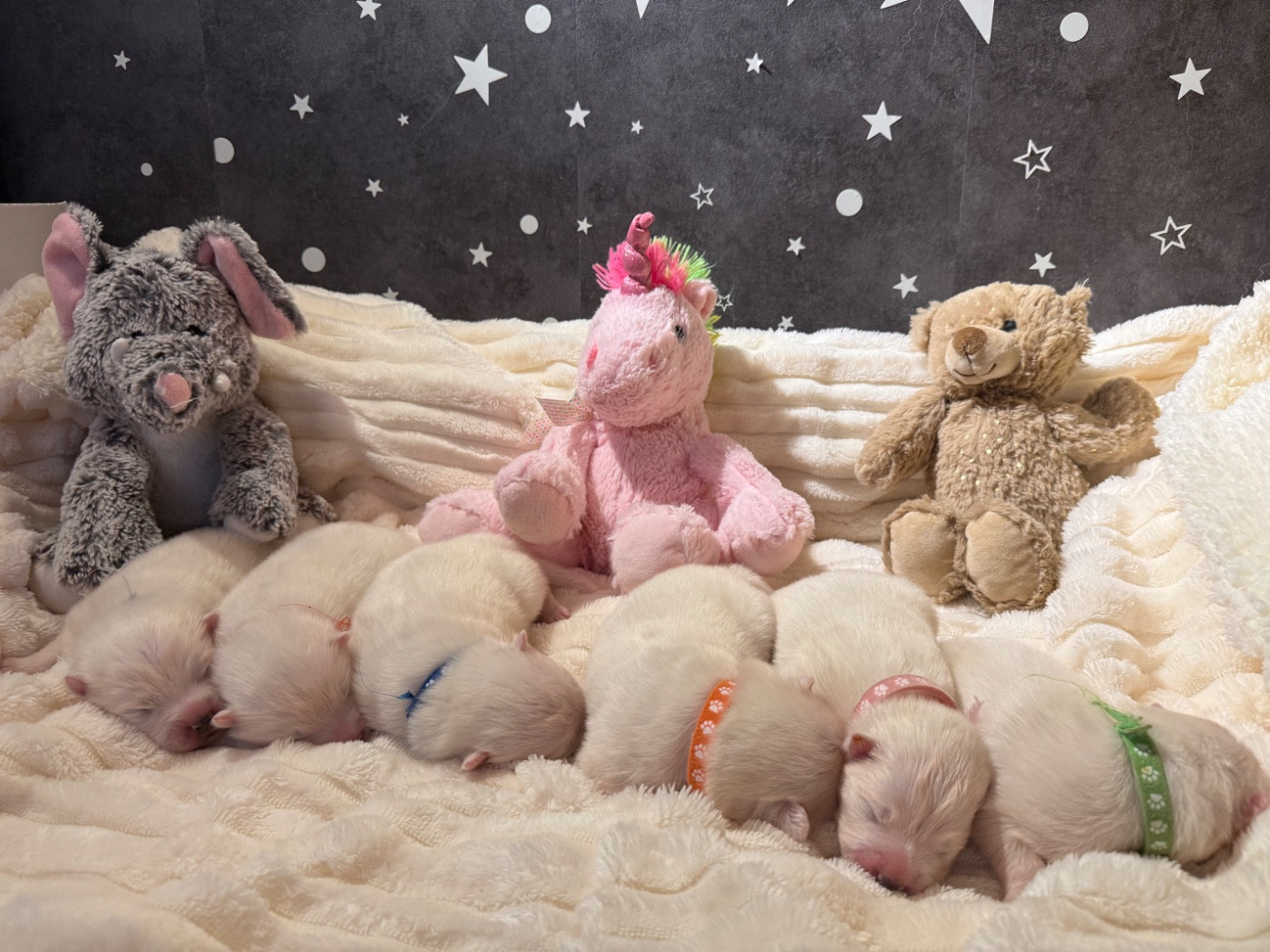 Les bébés sont là !!!