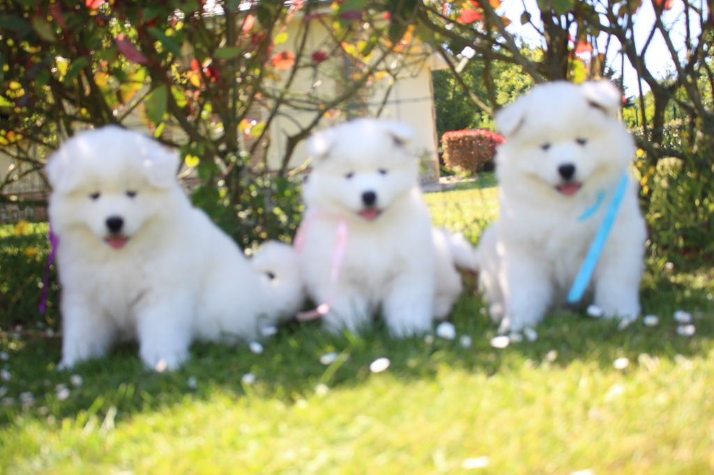 Du Jardin Des Petits Choux - Les bébés "Résiste" ont tous rejoint leur nouvelle famille !!!