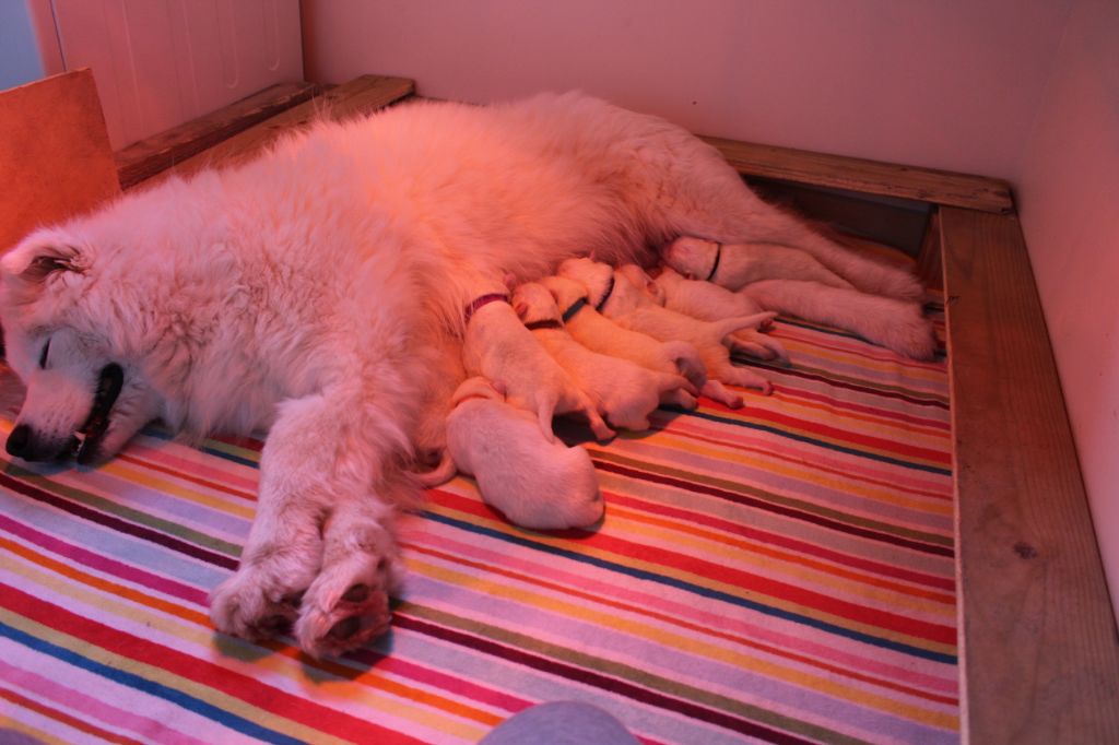 Chiot Samoyède Du Jardin Des Petits Choux