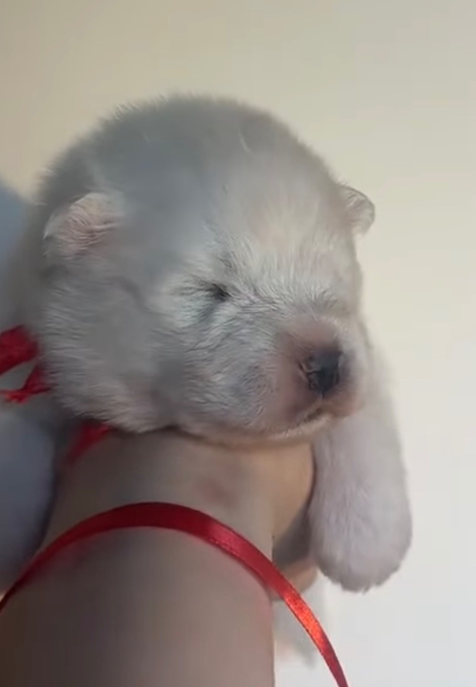 Du Jardin Des Petits Choux - Chiots disponibles - Samoyède