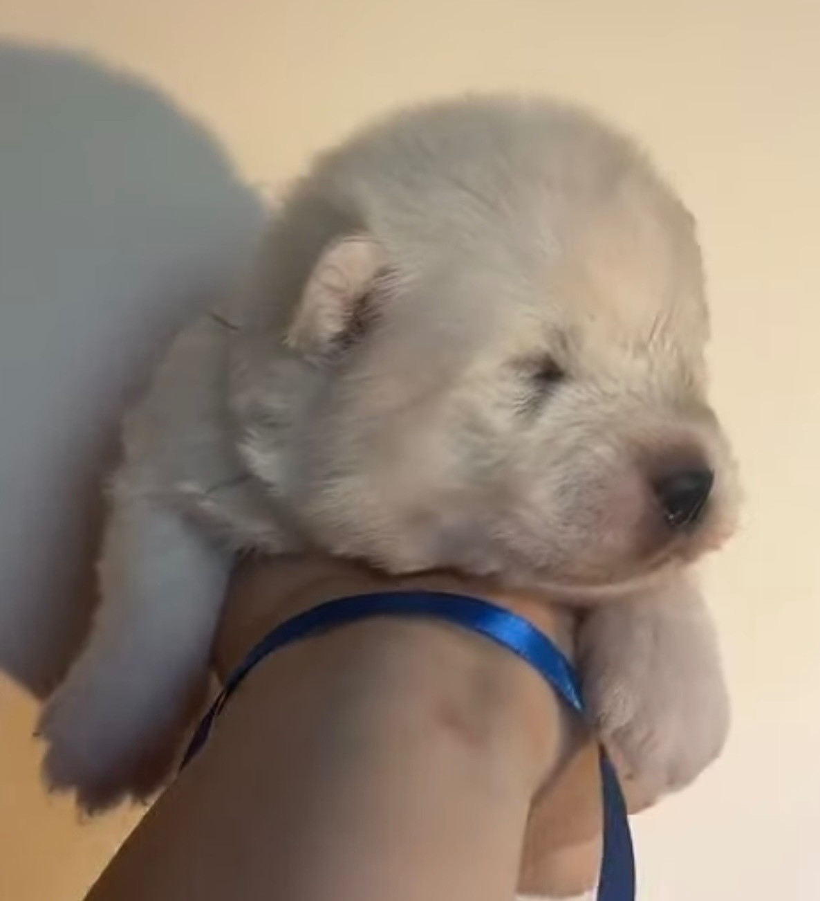 Du Jardin Des Petits Choux - Chiots disponibles - Samoyède