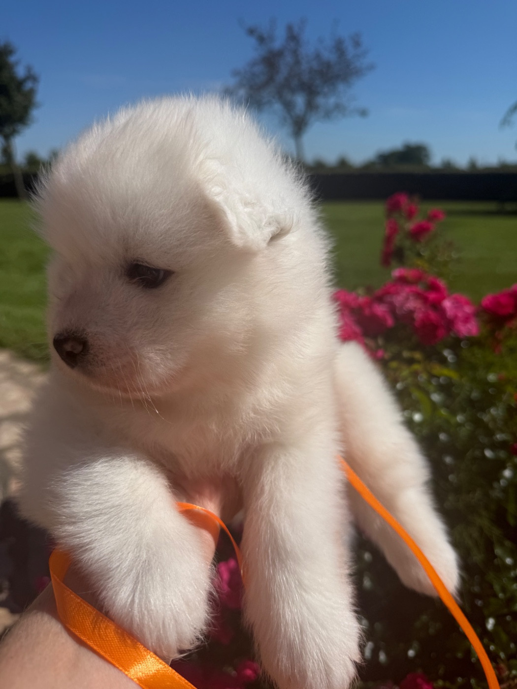 Du Jardin Des Petits Choux - Chiots disponibles - Samoyède