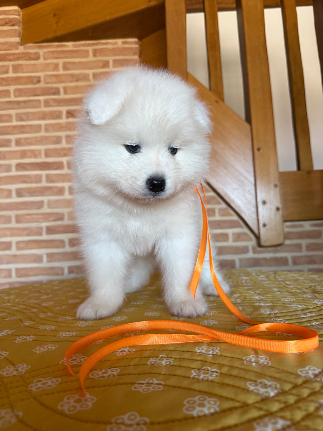 Du Jardin Des Petits Choux - Chiots disponibles - Samoyède