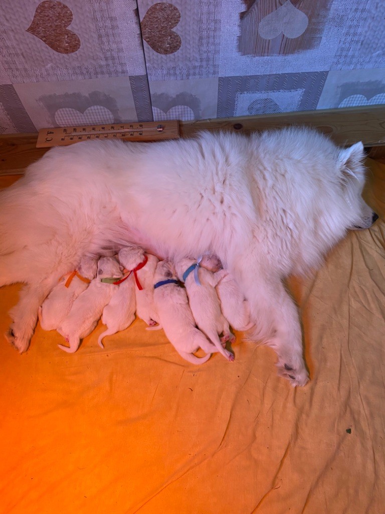 Chiot Samoyède Du Jardin Des Petits Choux