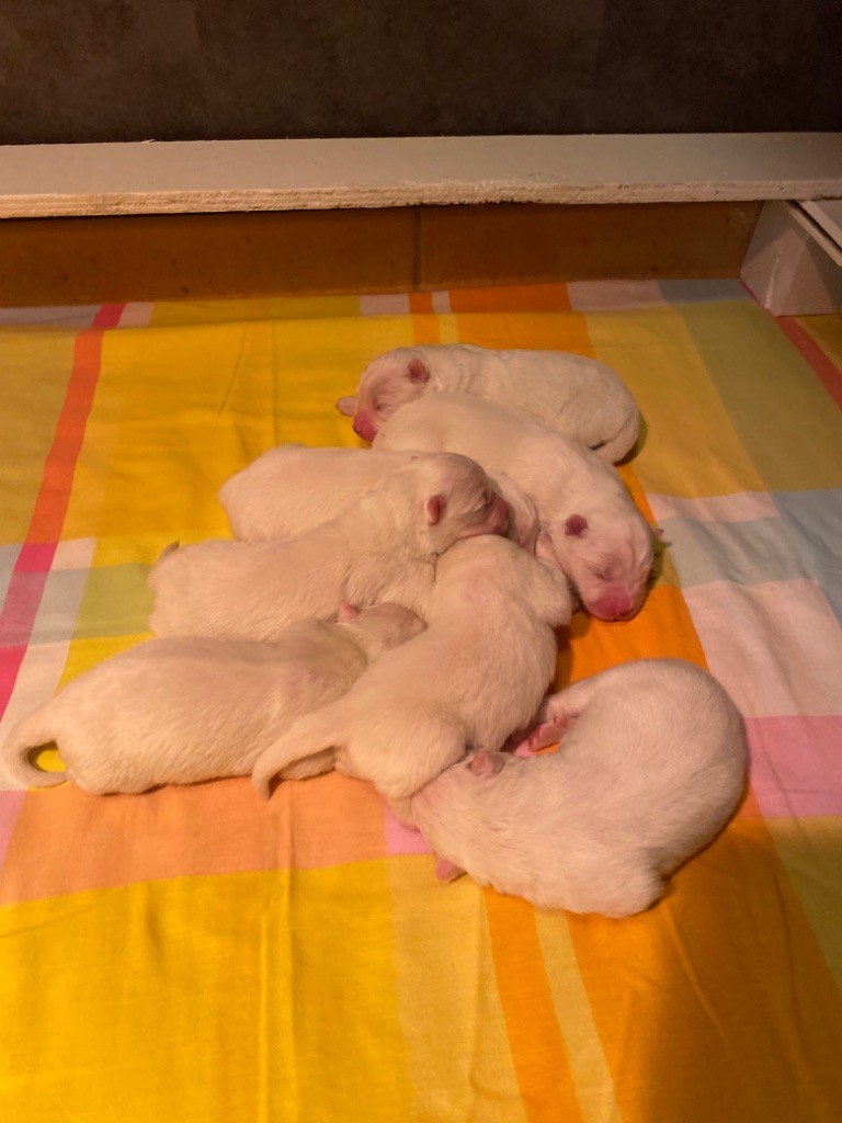 Chiot Samoyède Du Jardin Des Petits Choux