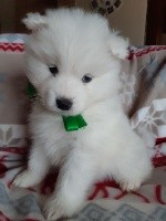 collier vert