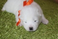 collier orange