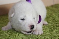 collier violet