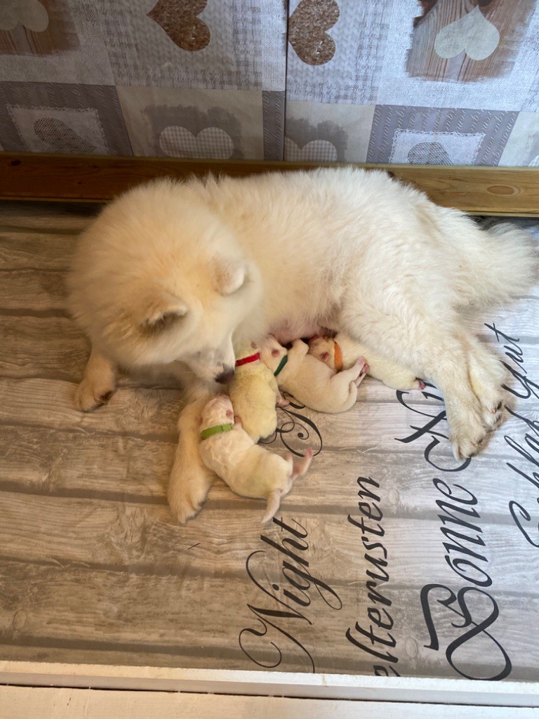 Chiot Samoyède Du Jardin Des Petits Choux